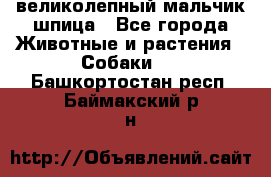 великолепный мальчик шпица - Все города Животные и растения » Собаки   . Башкортостан респ.,Баймакский р-н